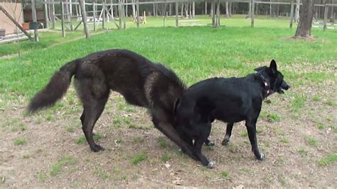 Wolfdog Vs Border Collie Part Iv Youtube