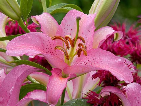 A Beautiful Pink Lily Rflowers