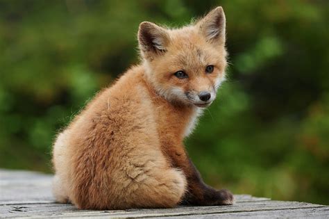 Wild Red Fox Baby