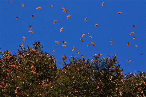 Happy 50th Earth Day Monarch Butterflies Enjoy A Win Of