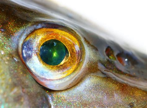 What Colors Do Fish See And Do They Have Good Eyesight Color Meanings