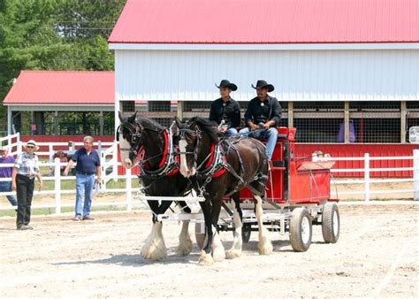 Nw Mi Draft Horse And Mule Association All Breeds Driving Show