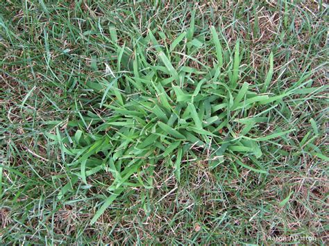 Murfreesboro Real Estate Tips How To Discern Why You Have Lawn Weeds