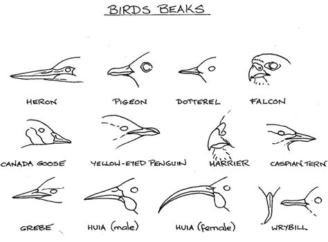 Birds Beaks1