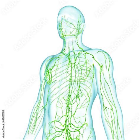 Anatomy Of Male Lymphatic System Stock Illustration Adobe Stock