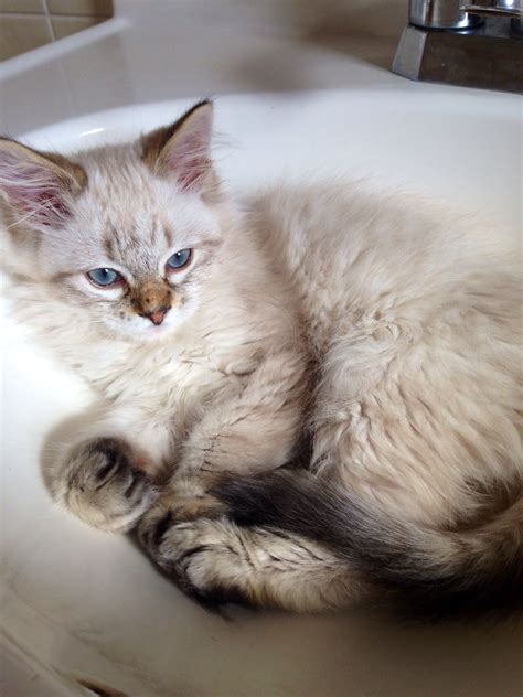 This is an extroverted, outgoing, sociable breed, with a loving nature, a kind disposition and a keen intellect. Hazel, Siamese mix rescue kitten. | Kitten rescue, Kittens ...