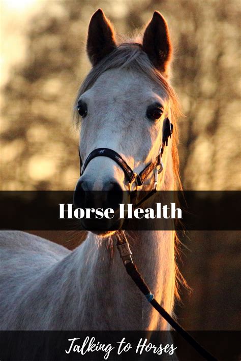 Horse Health Horses Horse Health Horse Care Tips
