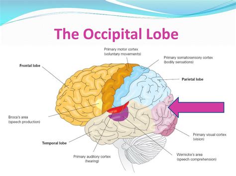 Ppt Four Lobes Of The Cerebral Cortex Powerpoint Presentation Free