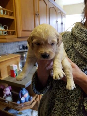 He is 11 weeks old. Golden Retriever puppy dog for sale in Katy, Texas
