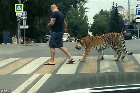 Owner Takes Tiger For Stroll Through Samara City Centre Daily Mail Online
