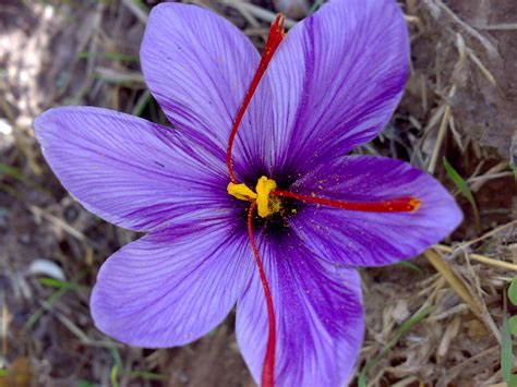 Why Is Saffron So Expensive? - I'm A Useless Info Junkie