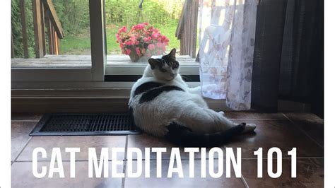Cat Meditation 101 Beginner Lesson Youtube