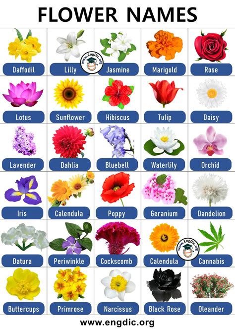 List Of Flowers Name With Pictures Flower Names Engdic
