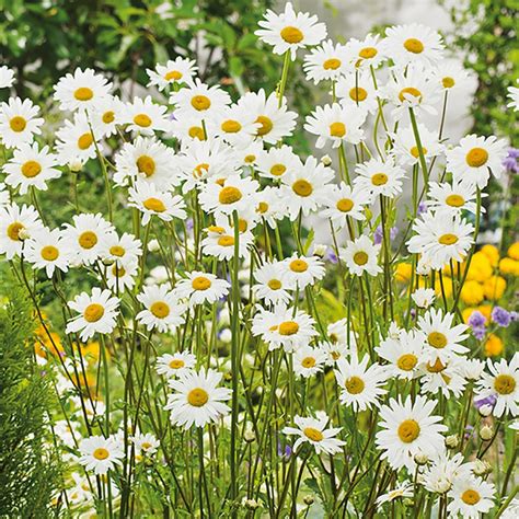 Oxeye Daisy Plants From Mr Fothergills Seeds And Plants Highbury