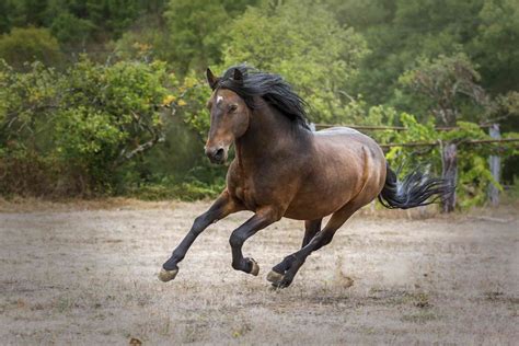 spanish horse breeds