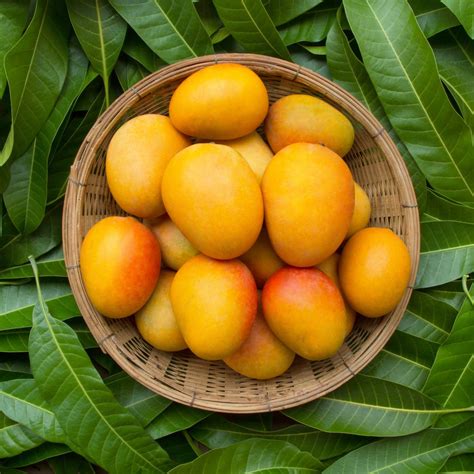 How To Choose The Perfect Mango And Store It Icd Online