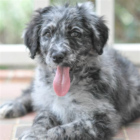 Black Merle Aussiedoodles Are Such Beauties