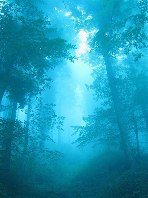 Free Download Blue Light In The Foggy Forest Wallpaper Nature