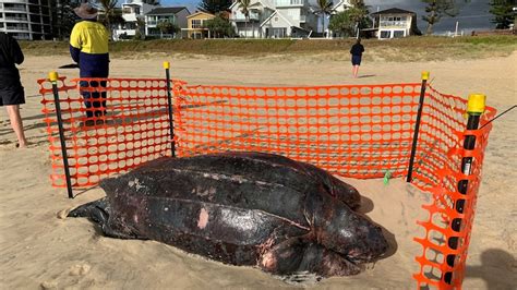 Giant Leatherback Turtle Washed Up On Gold Coast Beach Could Have Been