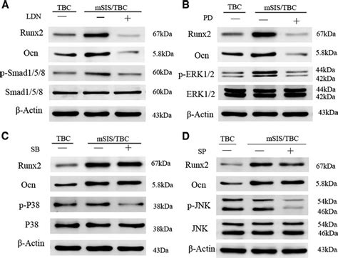 western blot analysis for osteogenic marker runx2 and ocn and download scientific diagram