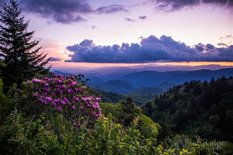 22 Absolutely Beautiful Places For Spring Blooms In The Blue Ridge