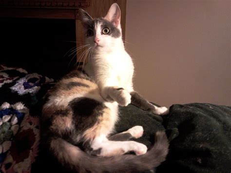 The cat needs to protect their digestive tract from intestinal parasites. Cats eating stink bugs - Hackettstown NJ