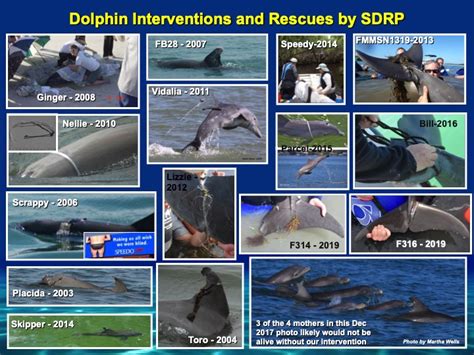 Saving Dolphins From Ourselves Sarasota Dolphin Research Program