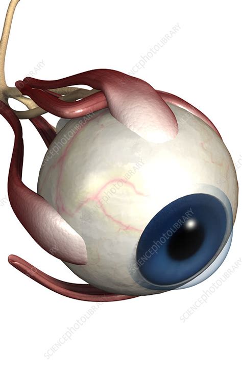 The muscles of the eye - Stock Image - F002/3099 - Science Photo Library