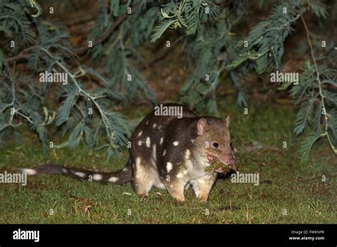 Spotted Tailed Quoll Tiger Quoll Dasyurus Maculatus Feeding