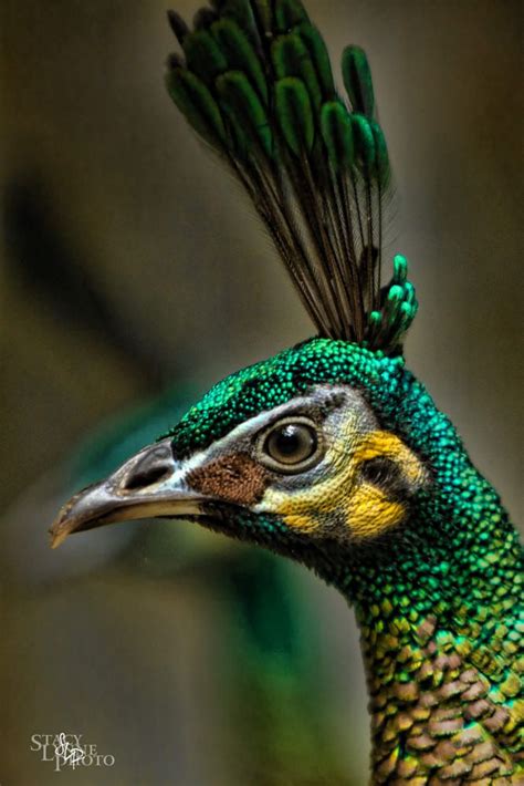 Green Peacock By Stacy Lynne Photography 500px In 2020 Peacock