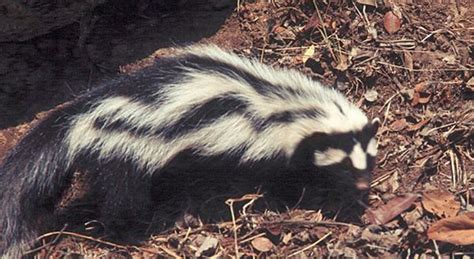 How Often Do Skunks Breed Aaac Wildlife Removal