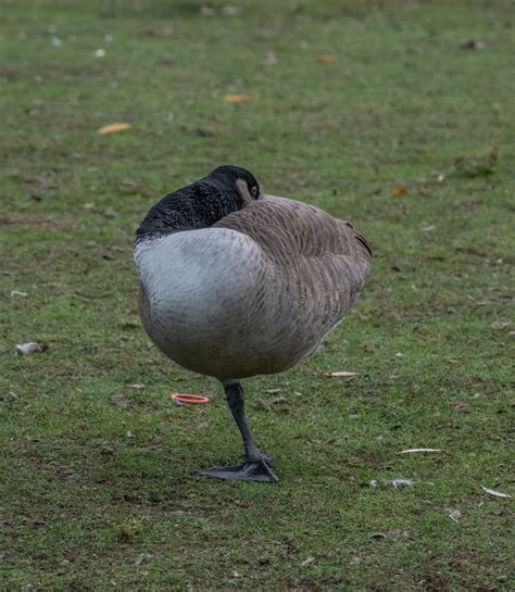 Mallard Hybrid Duck At The Bluffs November 11 2020 Miles Hearn