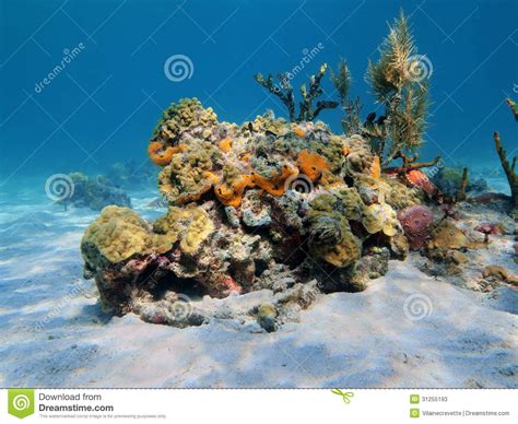Colorful Under Water Marine Life Stock Photos Image