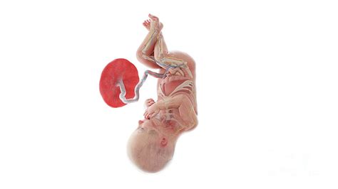 Human Foetus Anatomy At Week 36 Photograph By Sebastian Kaulitzki