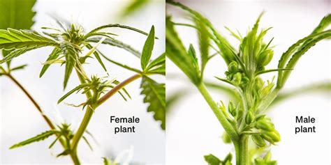 Female Vs Male Weed Plants Similarities And Differences