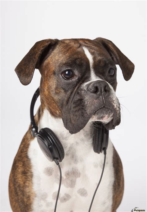 Boxer Dog With Headphones Pacificstock Canvas