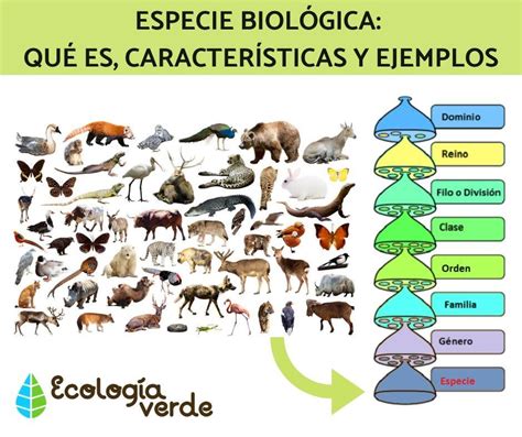 Especie Biol Gica Qu Es Caracter Sticas Y Ejemplos