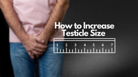 Healthy Testicles Size