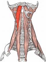 Core Muscles Multifidus Photos