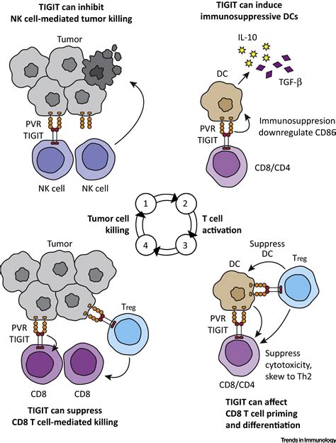 Tigit A Key Inhibitor Of The Cancer Immunity Cycle Trends In Immunology