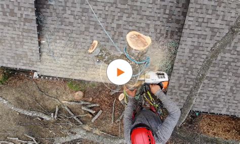 Why Treenewal I Certified Arborists Professional Tree Services In Dfw