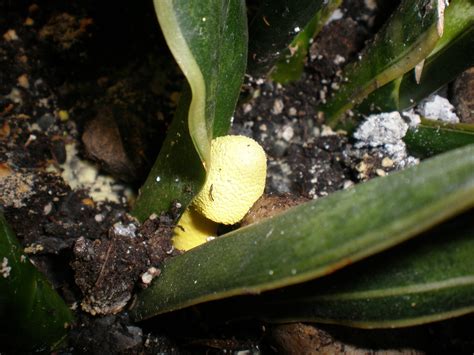 Strange Yellow Mushroom Growing In A House Plant Mushroom Hunting