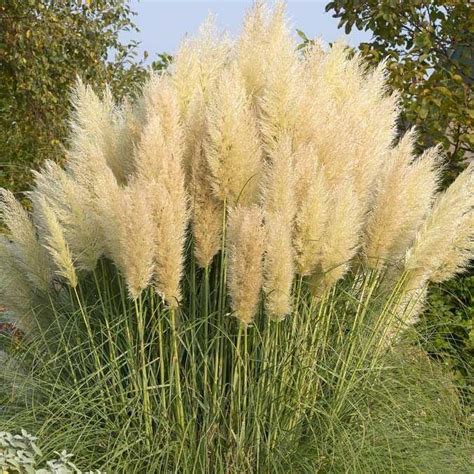 Dwarf Pampas Grass Cortaderia Selloana Pumila Large Plant