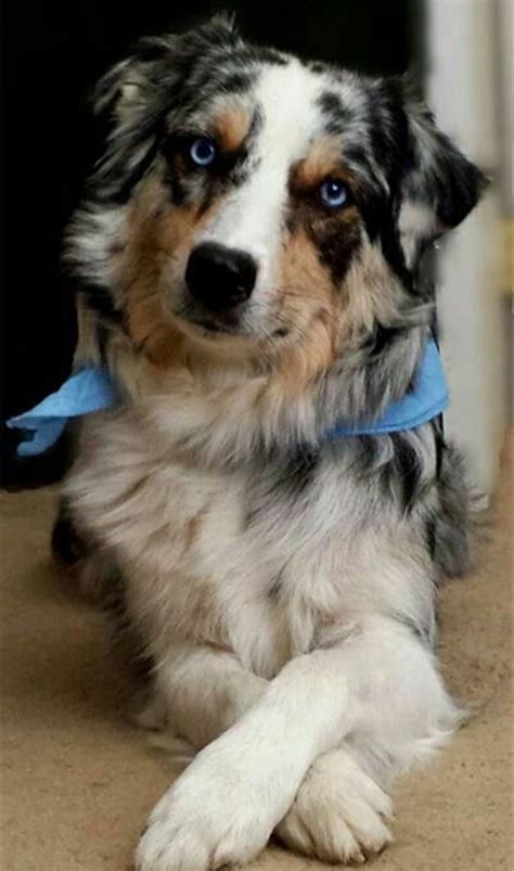 Collies form a distinctive type of herding dogs, including many related landraces and standardized breeds. Australian Collie Dog Breed Information, Images, Characteristics, Health