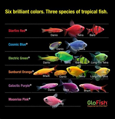 How To Breed Glofish Complete Guide Aquarium Nut