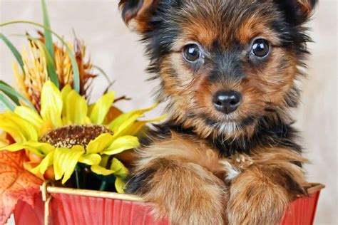 Teacup Yorkie Meet The Worlds Smallest Dog