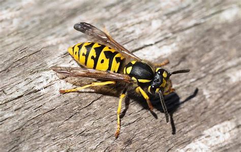 Yellow Jackets Are Worse In The San Francisco Bay Area This Time Of Year