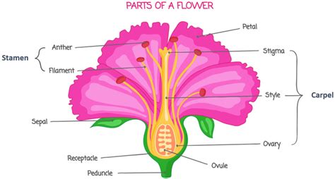 Flower Structure Shalom Education