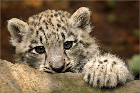 Portrait Baby Snow Leopard Portrait Of A Three Month Old S Flickr