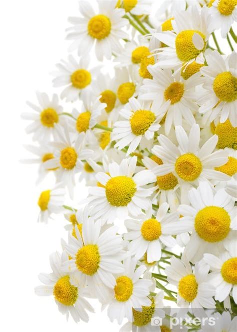 Wall Mural Chamomile Flowers Isolated On White Background Pixers Uk